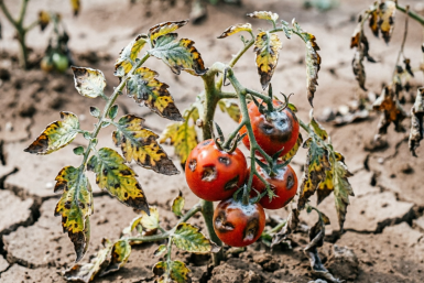 Дачники, 1 ошибка с томатами в марте — и прощения не будет: накажут скверным урожаем