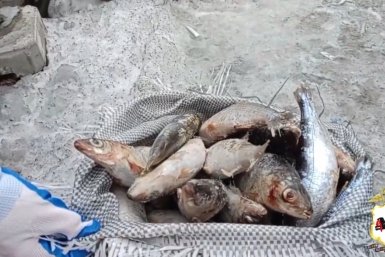 Свыше 2,7 тысячи хвостов байкальской рыбы выявили полицейские в Приангарье ГУ МВД России по региону