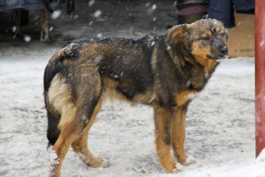Бездомная собака Юлия Ушакова, ИА IrkutskMedia