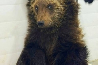 Маленький медвежонок стал пациентом ветгоспиталя питомника &quotК9&quot в Иркутске Тг-канал (18+) питомника &quotК9&quot