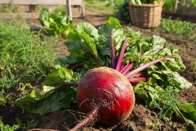 Свекла GigaChat (12+)