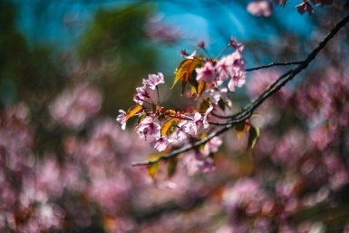 Сады ВИР, цветы, рассвет, лето, хорошая погода, весна, солнце Илья Аверьянов, ИА PrimaMedia.ru