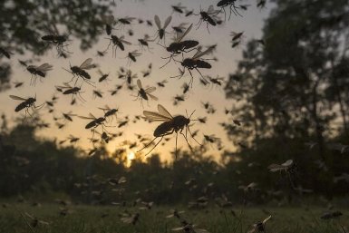 Комары GigaChat (12+)