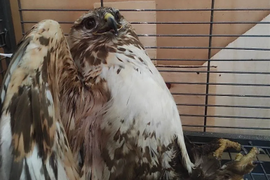 Травмированного мохноногого курганника нашли в Иркутском районе Служба по охране и использованию объектов животного мира Иркутской области