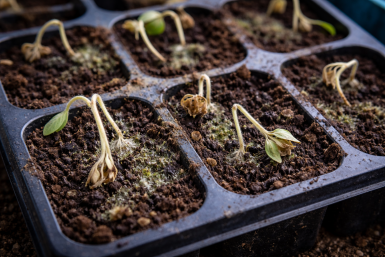 1 ошибка дачников уничтожит рассаду ещё до всходов — как избежать