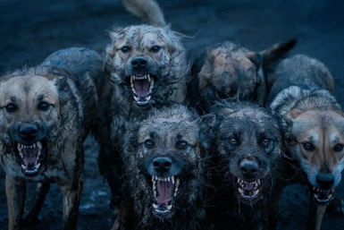 Что делать при нападении собак — разбор ситуации в Иркутской области Kandinsky by Sber AI (18+)