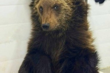 Найденный на КБЖД медвежонок Ежик мог потерять мать из-за браконьеров Тг-канал (18+) питомника &quotК9&quot