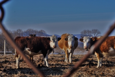 Карантин по бруцеллёзу ввели в подворьях двух округов Ставрополья