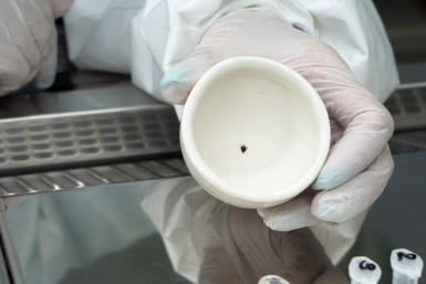 Укус клеща вам обеспечен, если не соблюдать меры — советы врачей из Приангарья пресс-служба правительства Приморского края