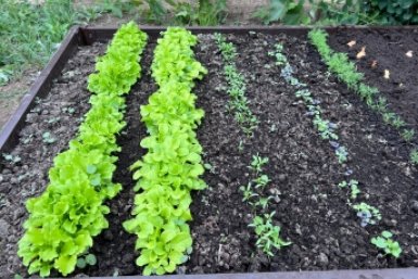 Почву превращаю в чернозем с помощью 1 средства весной - собираю гигантские урожаи осенью ИА StolicaMedia