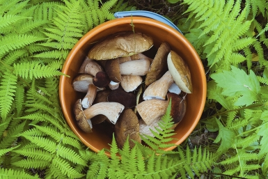 Россиянам напомнили о штрафе за сбор редких грибов Мария Смитюк, ИА PrimaMedia