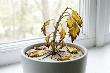 "У меня ничего не растёт": из-за этих ошибок у вас дохнут даже кактусы