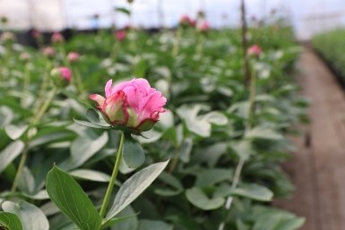 В каждом бутоне спрятано лето - в иркутском Горзеленхозе зацвели пионы Даниил Почекунин, ИА IrkutskMedia