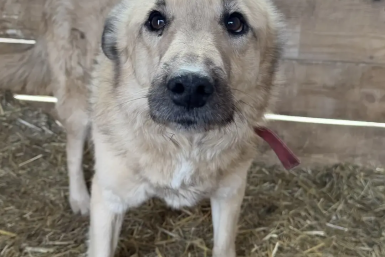 Выстрелил из-за лая: житель Ангарска ответит в суде за жестокое обращение с собакой