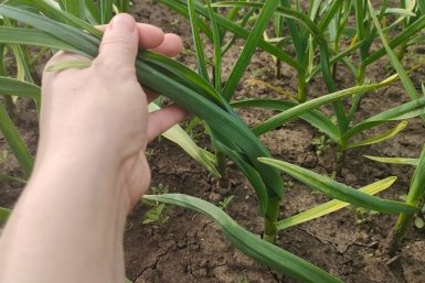 Чеснок не прощает этих ошибок весной — 4 удобрения, которые превратят урожай в гниль