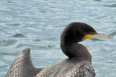 Баклан Юлия Ушакова, ИА IrkutskMedia