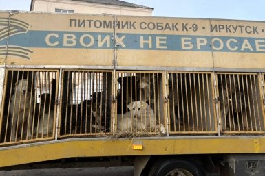 В 2,5 млн обходится содержание 80 бездомных псов в Чунском округе тг-канал (18+) главы округа