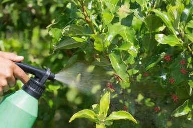 Всего 1 обработка — и клещи бегут галопом с огорода: кровососы сдаются без боя — рецепт работает на 100%