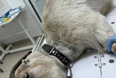 Иркутские ветеринары вылечили козу с тяжёлой травмой вымени пресс-служба Ассоциации ветеринарии Приангарья
