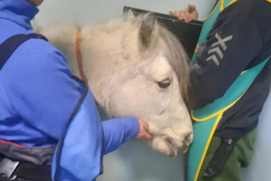 Потребуется трепанация: опасную патологию у 15-летней пони нашли ветврачи из Усть-Илимска официальный тг-канал (18+) Ассоциации ветеринарии Приангарья