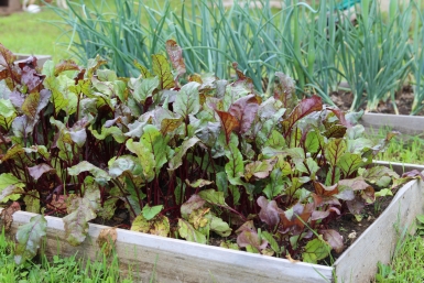 Лопата больше не нужна: перешла на метод No-Dig - и почву за меня рыхлят черви