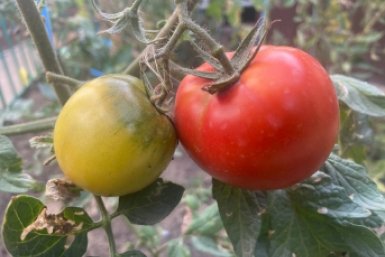 Огород для занятых: беру 4 компактных гибрида - и заваливаю кухню томатами, не сгибая спины