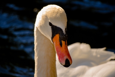 Первая пара лебедей вернулась на воду в родной бухте после зимовки Юлия Ушакова, ИА IrkutskMedia