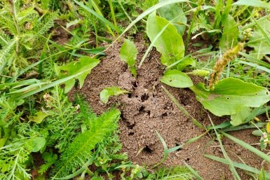 Забыл про муравьев и клещей: это простое решение оказалось настоящим спасением для моего сада