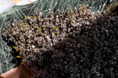 верба Евгений  Кулешов, ИА PrimaMedia.ru