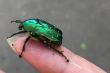 Беру лопату и нашатырь — и хрущ гибнет мгновенно: простой способ спасти урожай без химии