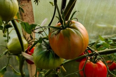 Отрезаю рассаду томатов "под ноль" - и собираю в 3 раза больше помидоров: китайский метод