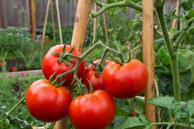 Одна ошибка — и томаты вырастут безвкусными: многие дачники совершают её каждый год