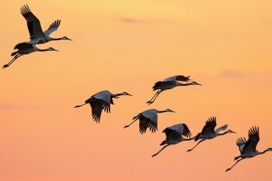 Журавли создано при помощи ИИ