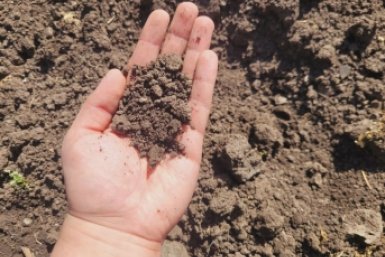 Эти семена восстановили плодородие почвы: урожай собирала ведрами