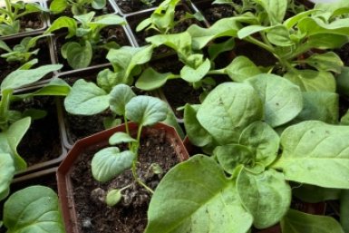 Чередую органику с минералами строго раз в неделю — и получаю рассаду, которой завидуют все соседи