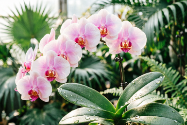 Пробуждаю орхидею после "зимней спячки": 1 таблетку в горшок — расцвела как в тропиках