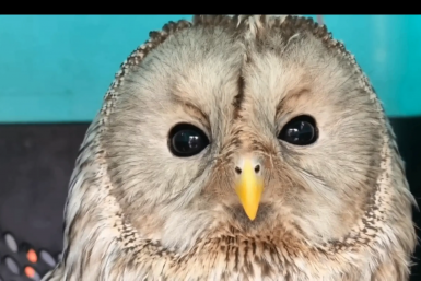 Спасенную полицейскими на трассе сову выпустили на волю в Иркутской области Иркутский зоопарк