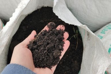 Заливаю 3 листа смородины кипятком: копеечный способ узнать кислотность почвы без приборов