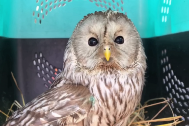 Сова Тг-канал (18+) Иркутский Зоопарк