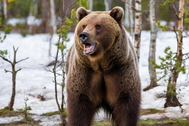 Медведь создано при помощи ИИ