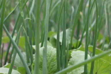 Делаю тёплую ванну для лука — и срезаю зелень через 10 дней: без земли, без лишних хлопот