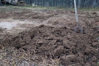 Каждую весну сыплю 20 г мочевины под яблони - урожай богатый и парши нет