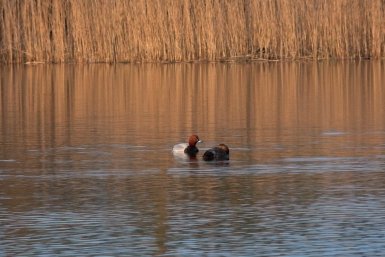 Красноголовые нырки вернулись в один из регионов России с началом весны Павел Глазков