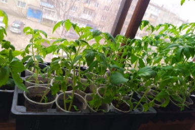 рассада ИА PriamurMedia, Елена Гиневская