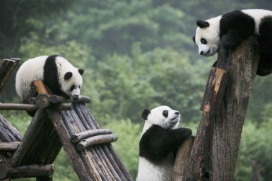 Где увидеть панд в Китае в 2026 году: лучшие места и советы туристам