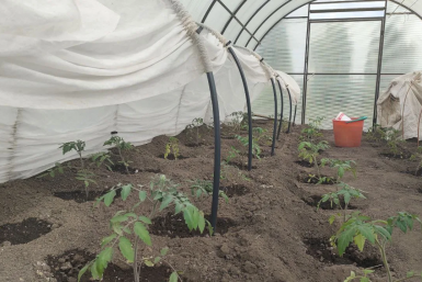 Теплица ИА YakutiaMedia