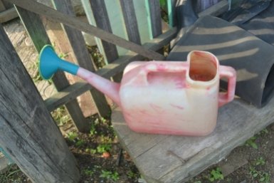 Один неправильный полив — и томаты теряют вкус и сочность: типичная ошибка дачников