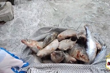 Партию незаконно добытого омуля на 10 млн рублей перехватили в Приангарье