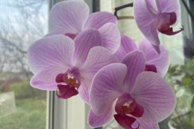 Орхидеи покроются бутонами ИА Stavropol.Media