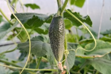 Не многие знают, но огурцы горчат из-за этой неочевидной ошибки